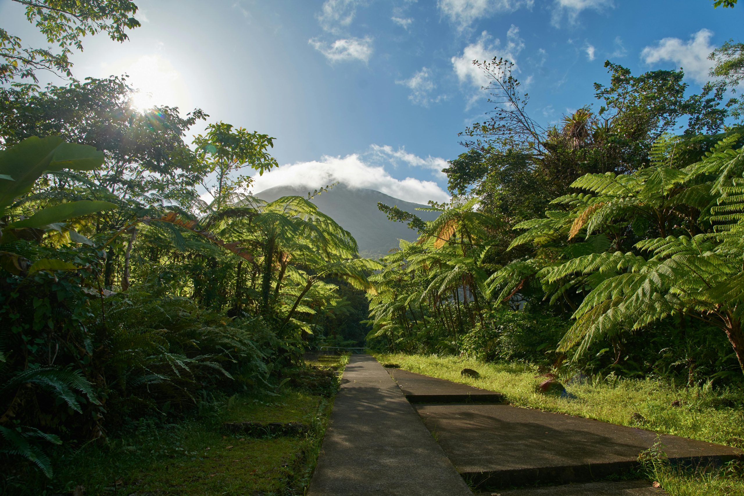 Serene tropical landscape with a sunlit pathway amidst lush foliage in Guadeloupe.