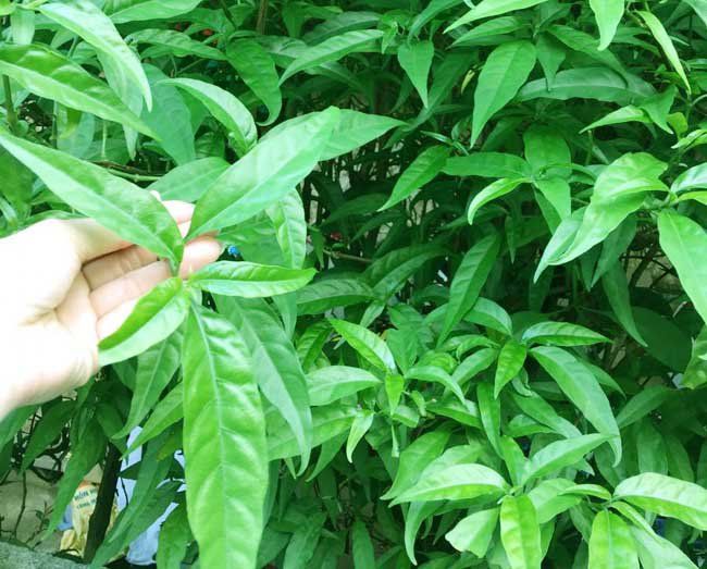 20211218 033547 820015 tac dung cua la xuo max 1800x1800 jpg fe2d4b797b