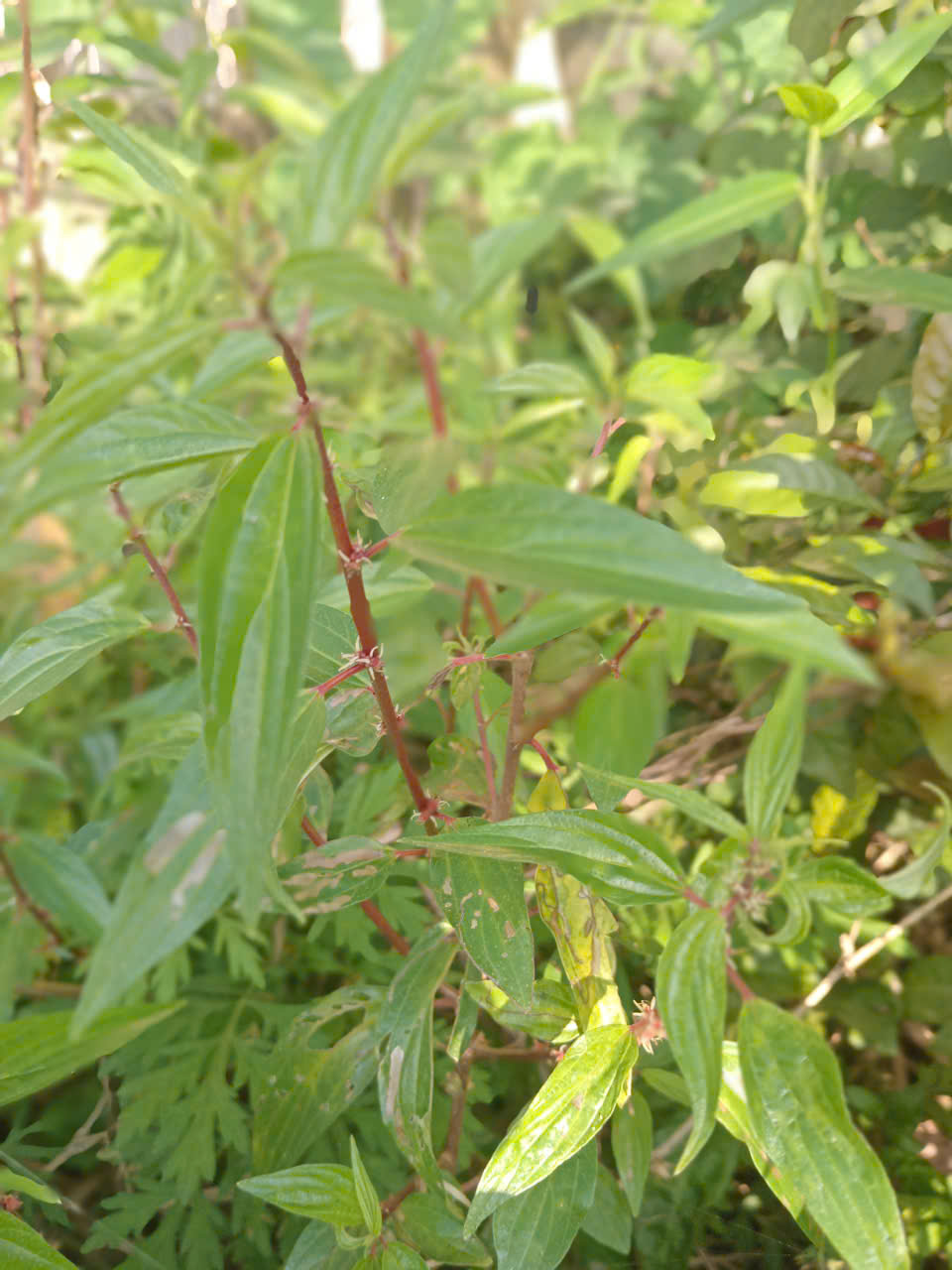 thuốc dòi thân đỏ