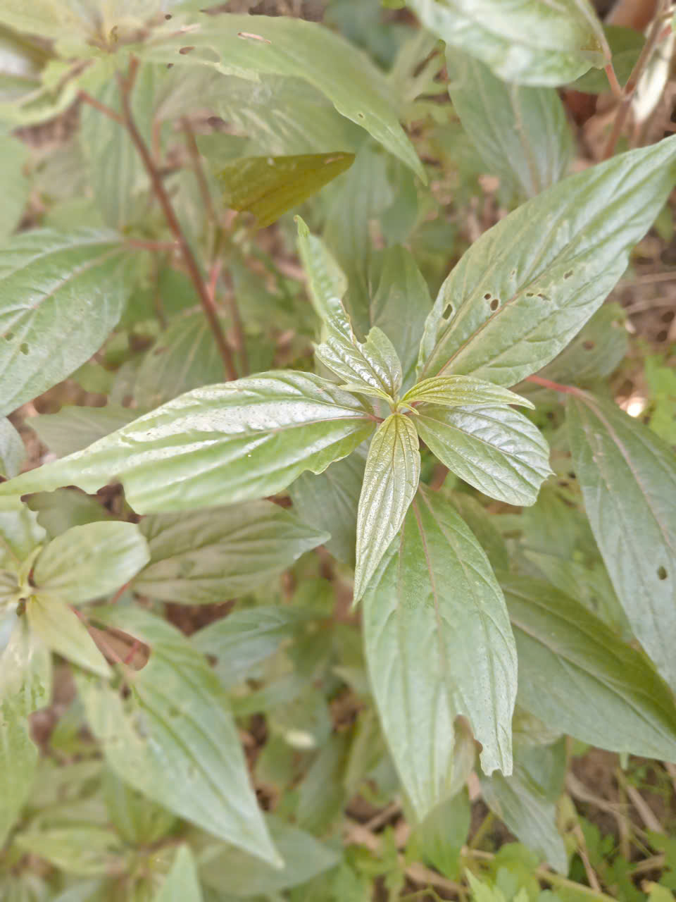 thuốc dòi thân tím